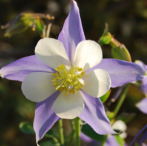 Meet your Posher, Mia